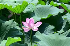 四川省樂山市井研縣四合村農(nóng)村生活污水“3＋1＋1”分類治理典型案例