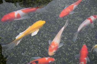 河南省“十五五”规划建议出炉 坚持“双碳”引领全面绿色转型