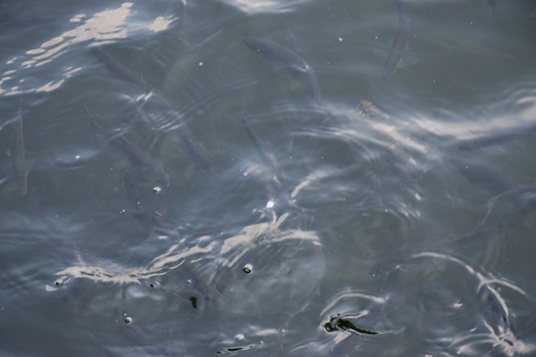 江苏48项节水技术设备入选水利部节水先进成熟适用技术设备名录