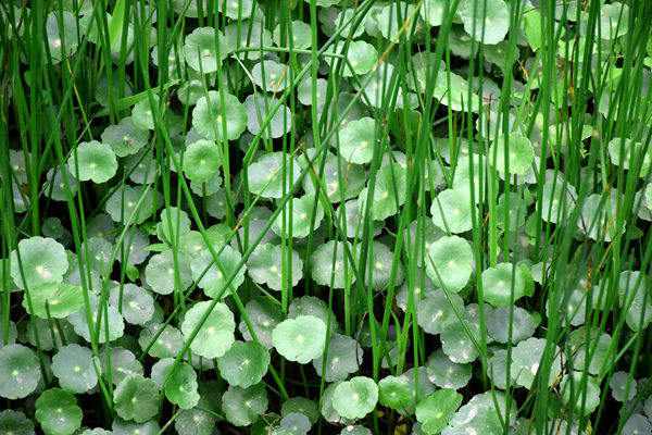 碳标签带来4000万元！吉林省首笔农业转型贷款成功落地