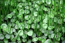 碳標(biāo)簽帶來4000萬元！吉林省首筆農(nóng)業(yè)轉(zhuǎn)型貸款成功落地