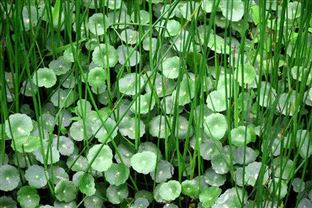 碳标签带来4000万元！吉林省首笔农业转型贷款成功落地